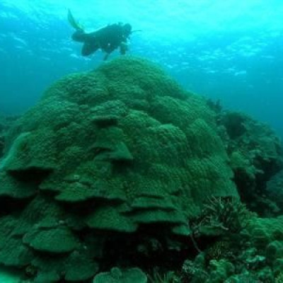 An Australian Institute Of Marine Science (AIMS) diver inspects large Porites coral on the Great Barrier Reef, in this handout photo released to Reuters on February 10, 2011.