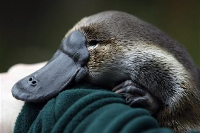 An adult male platypus named Millsom is carried by his keeper at an animal sanctuary in Melbourne May 8, 2008