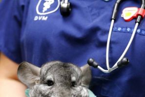 A rescued chinchilla is held by a veterinarian at the San Diego Humane Society in Oceanside