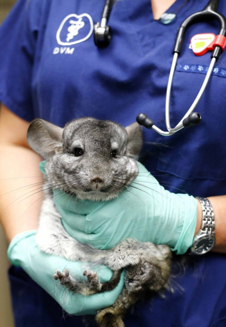 A rescued chinchilla is held by a veterinarian at the San Diego Humane Society in Oceanside