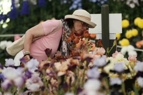 A Visitor At The Chelsea Flower Show In London