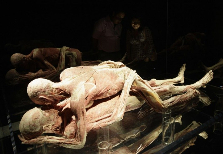 Plastinated human bodies in a position simulating sexual intercourse are seen at the &quot;Body Worlds&quot; exhibition by Gunther von Hagen at the Universum Museum in Mexico City August 14, 2012. Von Hagen is a German anatomist who invented plastination,