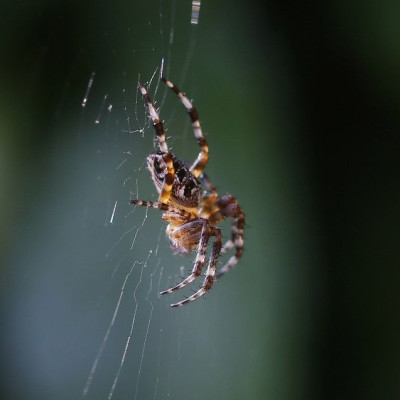 A spider sits on her web
