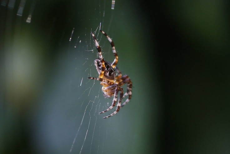 A spider sits on her web