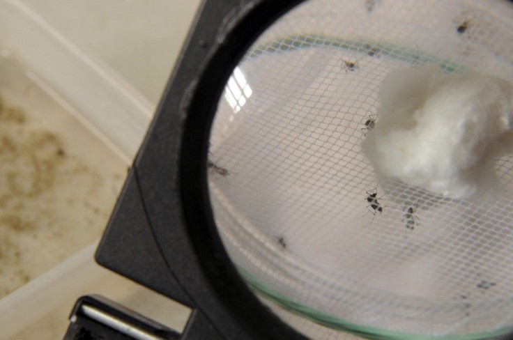 The mosquitoes that carry the Chikungunya virus are seen through a magnifying glass at a laboratory in Santo Domingo, May 23, 2014. The painful mosquito-borne virus called Chikungunya is spreading quickly through the Caribbean, causing alarm in Haiti and 