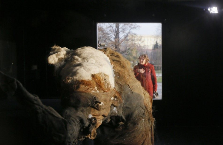A woman looks at a frozen woolly baby mammoth named &quot;Yuka&quot; at the Central House of Artist in Moscow, October 28, 2014.