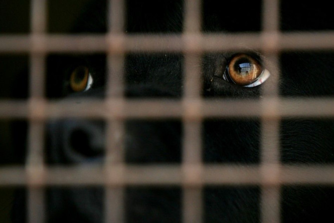 A labrador dog looks out of a cage during an Australia-China Customs detector dog training graduation ceremony