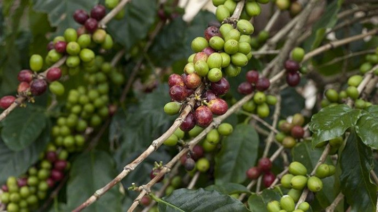 Coffee prices skyrocket as fungus kills high-end beans