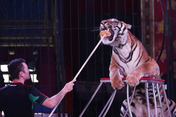 A trainer feeds chicken to a tiger during an open training for media at Fuentes Boys Circus in Mexico City June 19, 2014. Circus workers are worried in Mexico City after the capital's local government passed a law prohibiting the use of circus animals, sp