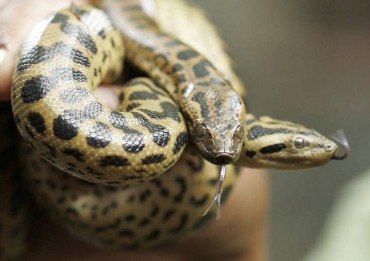 Five-day-old Green Anaconda