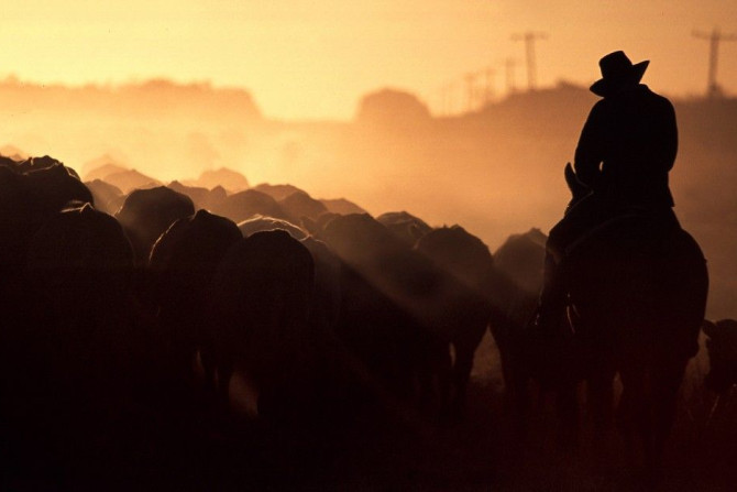 A farmer rides his horse as he herds his cattle towards stockyards near the outback Queensland town of Aramac