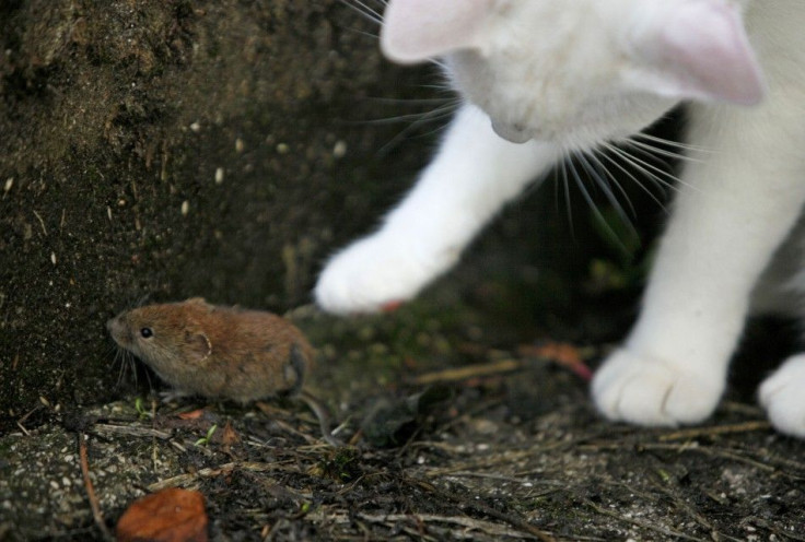 A cat plays with a mouse in a courtyard in Medvode July 16, 2014.