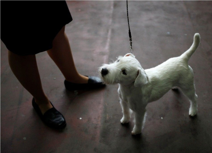 A dog wags his tail as he looks at the treat his handler is holding during the 137th Westminster Kennel Club Dog Show in New York