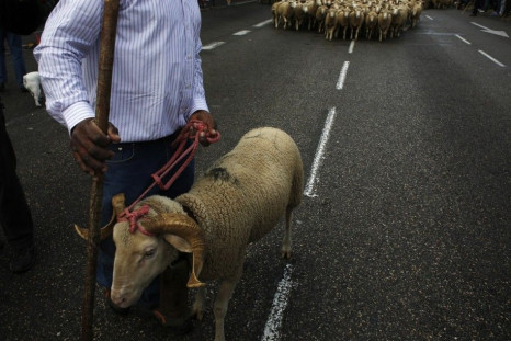 A shepherd leads a herd during the annual sheep parade through Madrid November 2, 2014. Shepherds parade the sheep through the city every year in order to exercise their right to use traditional routes to migrate their livestock from northern Spain to win