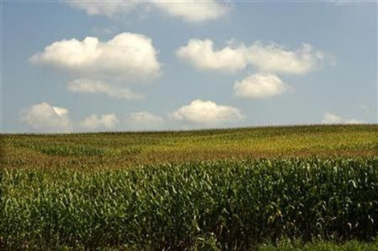 Vast Corn Plantation