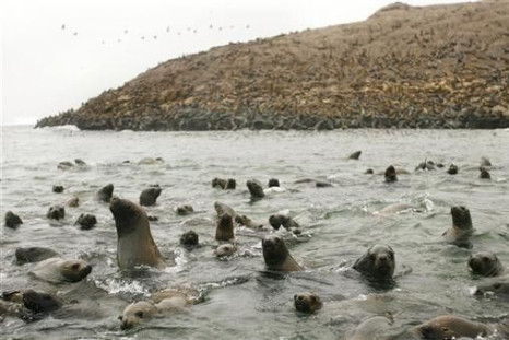 Sea lions swim in front of the Palomino islands