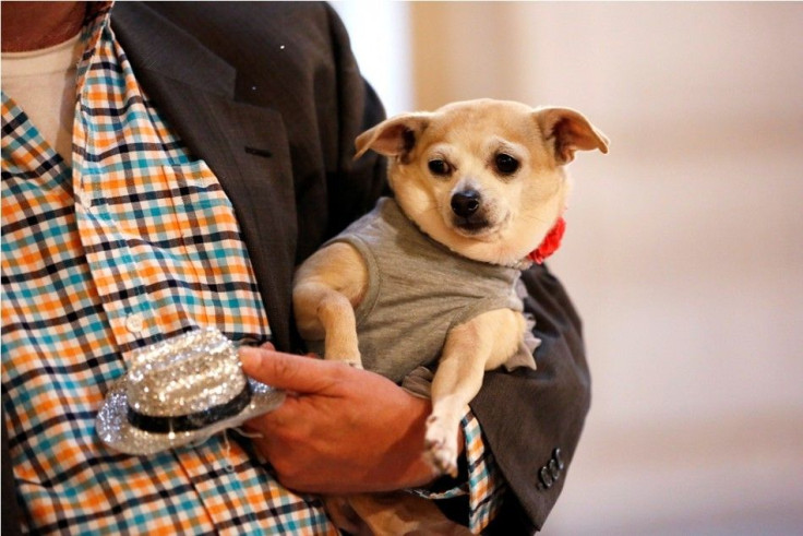Frida, A Female Chihuahua, Is Carried By Her Owner Dean Clark In City Hall