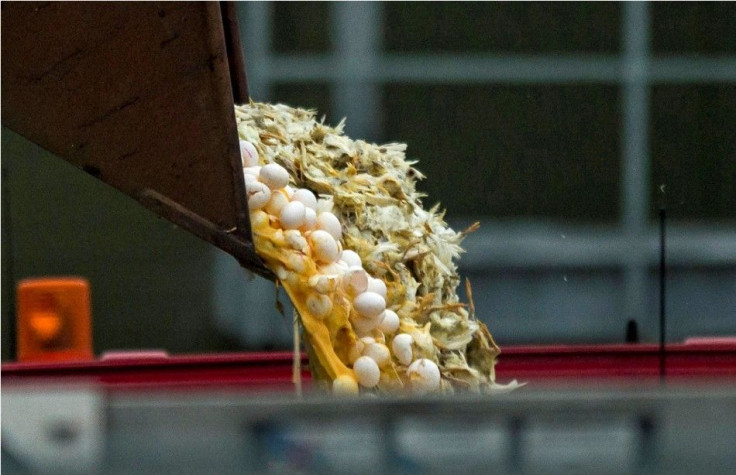 A digger is used to dump eggs and chickens into a container at a poultry farm