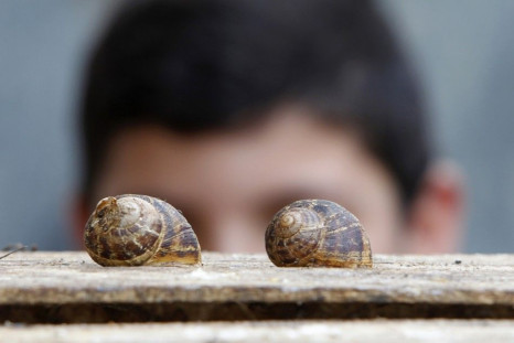 Snails On Top Of A Wooden Box