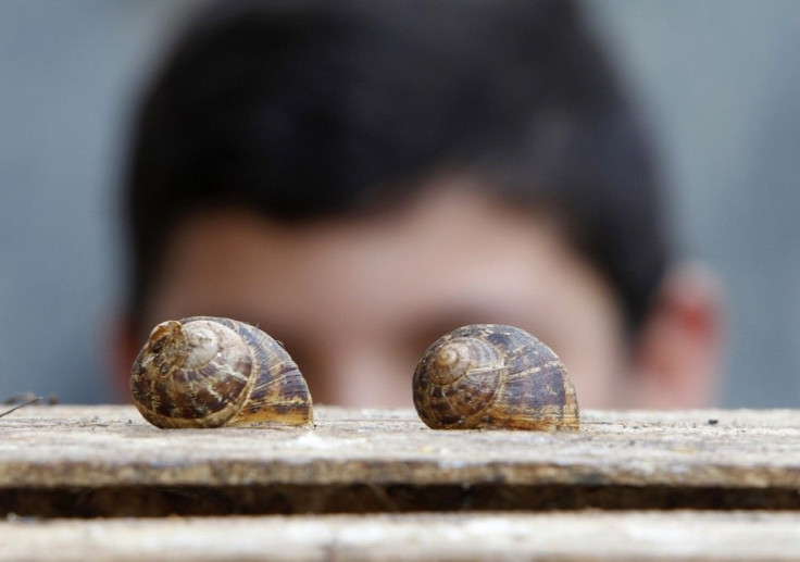 Snails On Top Of A Wooden Box