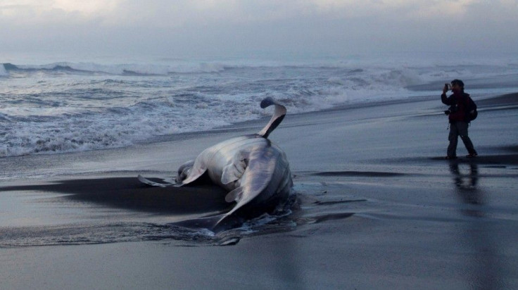 A dead whale shark, measuring 13 meters in length, lies after it was stranded on the Pandansimo beach in Bantul