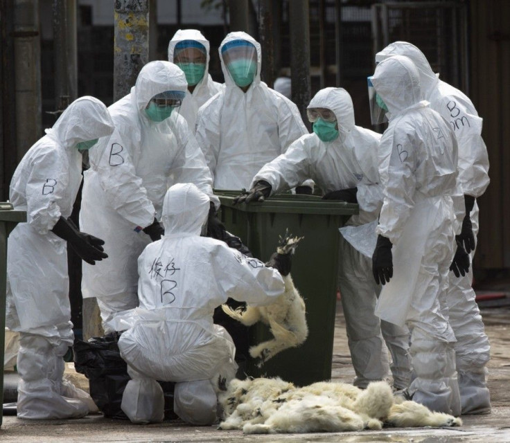 An health officer packs dead chickens at a wholesale poultry market in Hong Kong January 28, 2014. Hong Kong began culling 20,000 chickens and suspended imports of fresh poultry from mainland China for 21 days on Tuesday after the discovery of the H7N9 bi