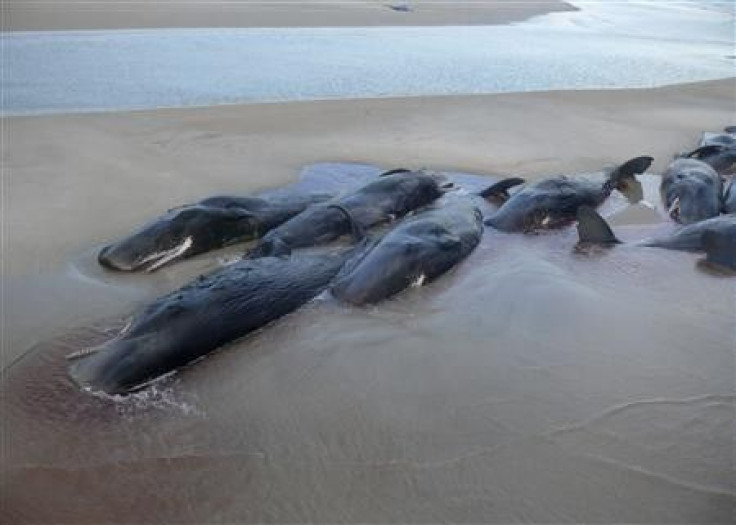 Pod of Sperm Whales High and Dry