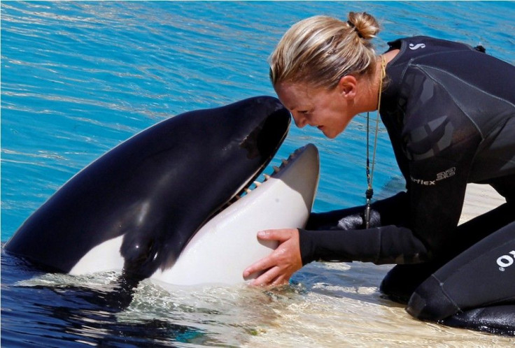 Animal caretaker Amy Walton plays with Moana, a 16-month-old killer whale, in Marineland aquatic park in Antibes