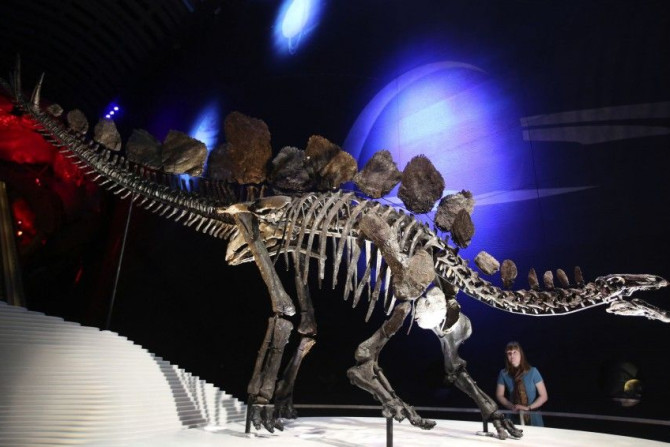 World's most complete dinosaur on display