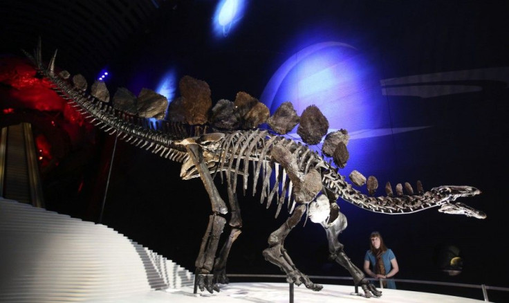 World's most complete dinosaur on display