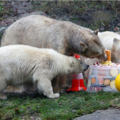 Polar bear Giovanna and her twin polar bears Nela and Nobby eat an ice cake with fresh fruit and cream