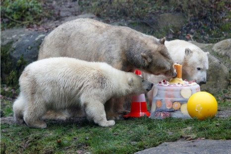 Polar bear Giovanna and her twin polar bears Nela and Nobby eat an ice cake with fresh fruit and cream