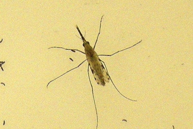 Nanotechnology Used To Fight Malarian Parasites