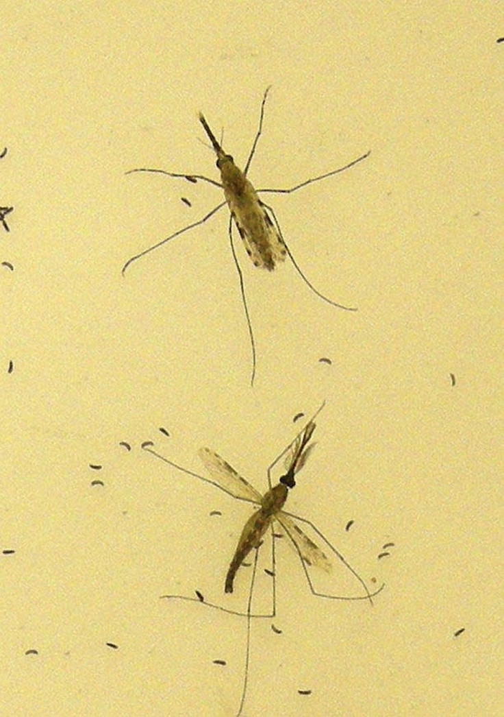 Nanotechnology Used To Fight Malarian Parasites