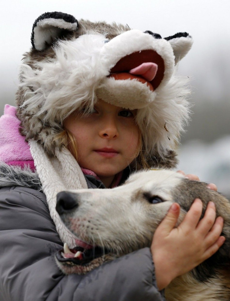 A girl and her dog attend a sled dog European Championship in Venek November 22, 2014.