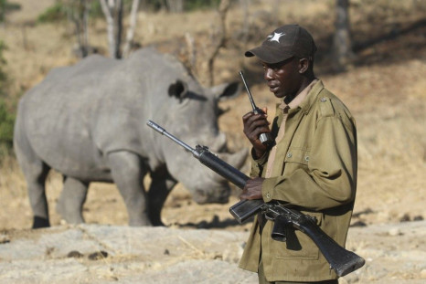 The White Rhino Species Is Dangerously Close To Extinction