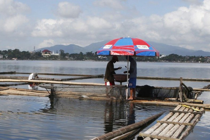 Fishermen sort 'Tilapia' fingerlings at a fish farm in Sampaloc Lake in San Pablo city, south of Manila October 24, 2014. Picture taken October 24, 2014.