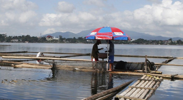 Fishermen sort 'Tilapia' fingerlings at a fish farm in Sampaloc Lake in San Pablo city, south of Manila October 24, 2014. Picture taken October 24, 2014.