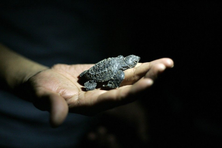 A volunteer holds a Olive Ridley turtle hatchling (Lepidochelys olivacea) at the turtle camp La Gloria in Tomatlan November 15, 2013. Twenty years ago, Mexico&#039;s government implemented ecological plans to protect the sea turtles from being hunted for 