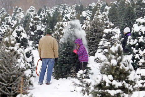 Jami White shakes snow off a potential Christmas tree to cut as her parents Corey (L) and Jessica (R) watch at the Rum River Tree Farm in Anoka, Minnesota, December 8, 2013. A massive winter storm that left parts of Southeastern United States in a deep fr