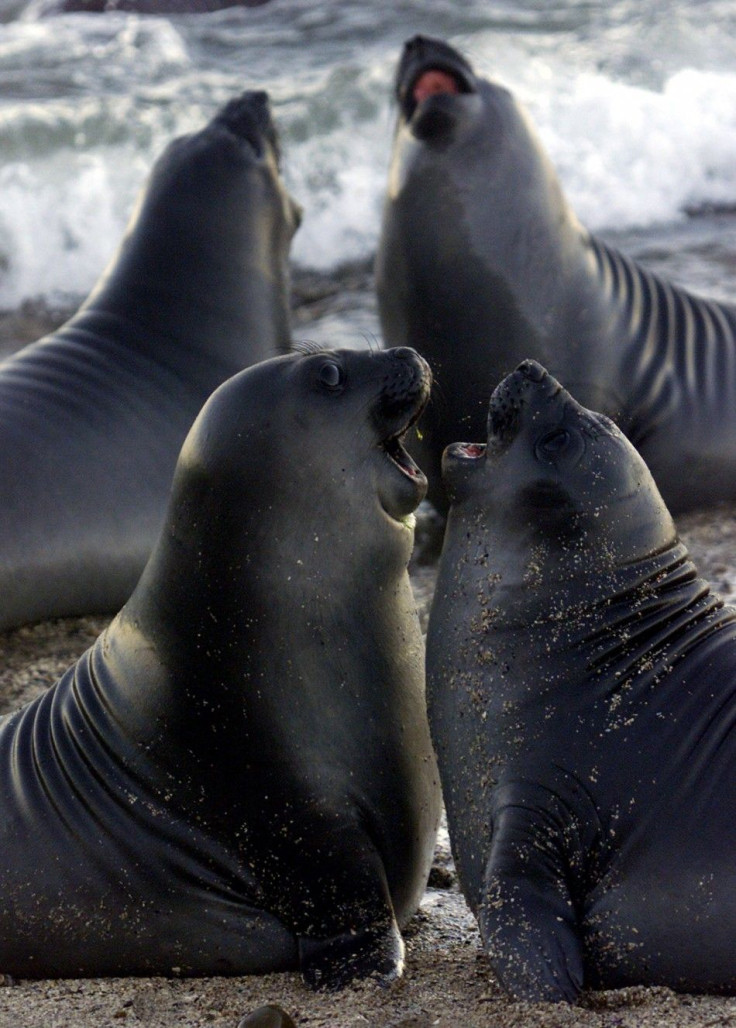 One-month-old male southern elephant seal pups play in an instinctive way that mimics adults fighting later on in life on the Punta Delgada beach of the Valdes Peninsula in Argentina&#039;s Patagonia region, October 28, 2001. The Valdes Peninsula is home 