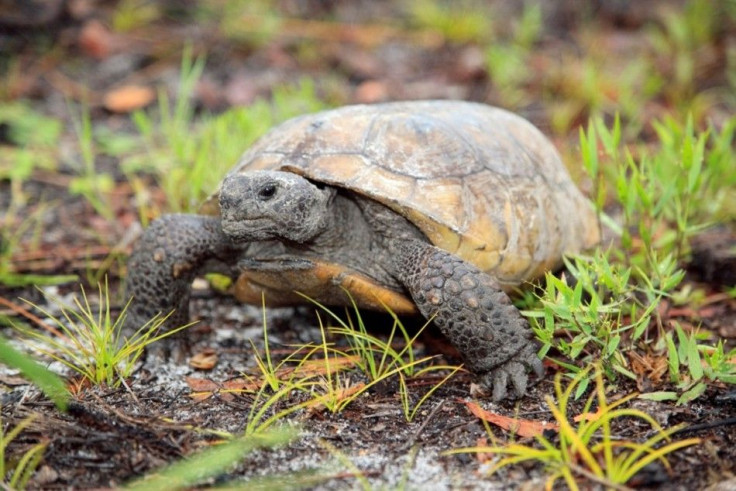 A gopher tortoise moves through freshly sprouted vegetation in this undated handout photo courtesy of Florida Fish and Wildlife Research Institute (FWC). Wildlife authorities in Florida caught a man who killed and ate 15 gopher tortoises and planned to sl