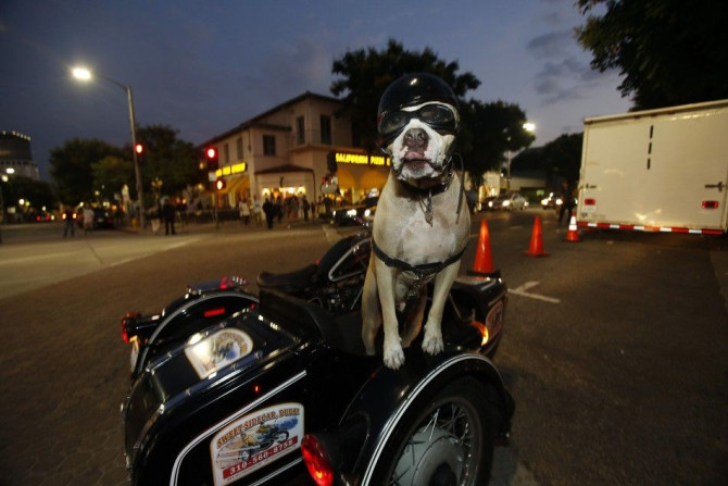 Mijo, a 7-year old Pitbull, waits in the sidecar of his owner&#039;s motorcycle in Los Angeles
