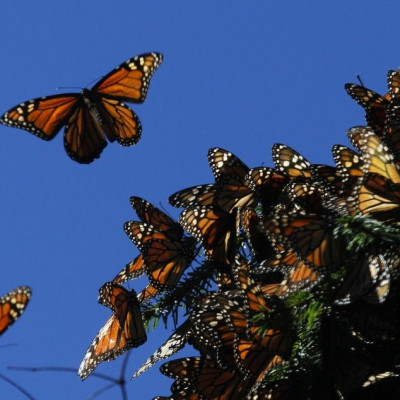 Monarch Butterflies May Be On The Endangered Species List