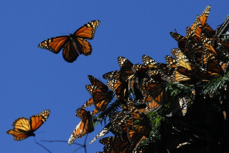 Monarch Butterflies May Be On The Endangered Species List