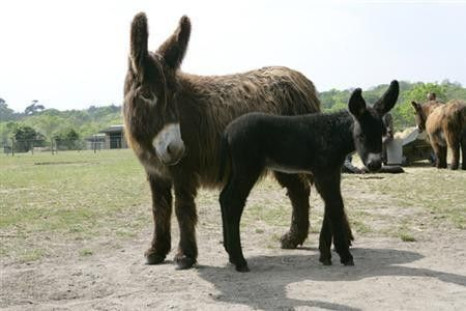 Donkey and Foal