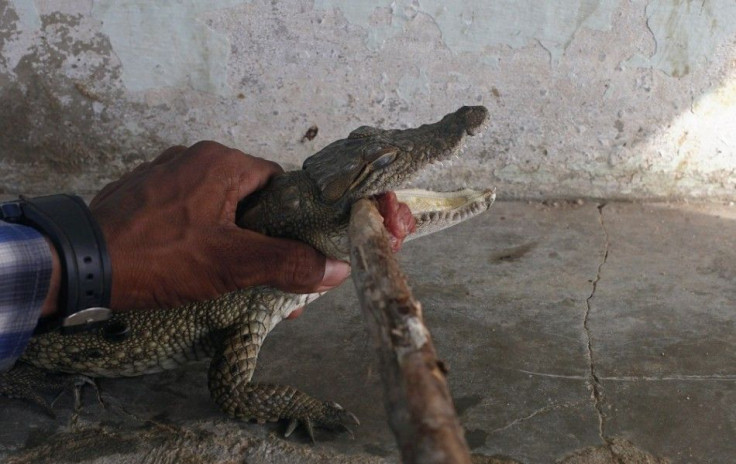 A man feeds a piece of meat offered by devotees to a crocodile at the Manghopir Sufi saint shrine on the outskirts of Karachi April 17, 2014. Visitors and devotees go to the shrine to pay respect to the Sufi saint, Pir Haji Syed Sakhi Sultan and to feed t