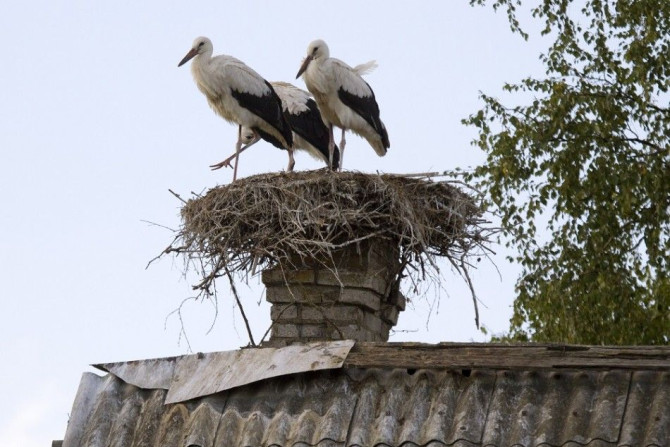 White storks are seen in a nest built on a chimney of an old house in the village of Saroki, some 140 km (87 miles) northeast of Minsk, August 11, 2013.
