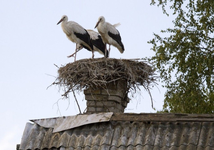 White storks are seen in a nest built on a chimney of an old house in the village of Saroki, some 140 km (87 miles) northeast of Minsk, August 11, 2013.