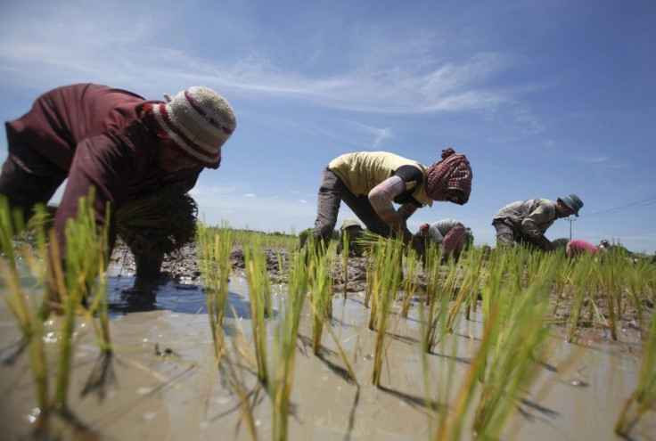 People plant rice on a paddy field on the outside Phnom Penh August 10, 2014. REUTERS/Samrang Pring